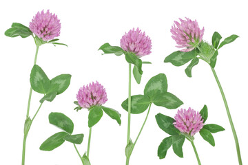 Clover flowers isolated on white background, top view