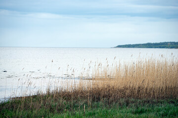 reeds in the water, bergafjärden,sweden, norrland,sverige