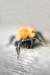 bumblebee closeup, bergafjärden,sweden, norrland,sverige