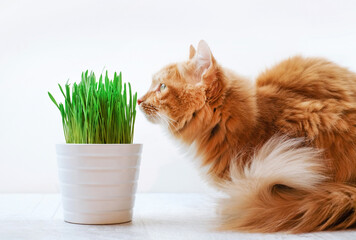 Ginger cat and green grass for cats, sprouted oats useful for cats, close-up
