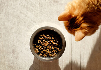 Ginger domestic cat and bowl with dry food, sunlight, top view