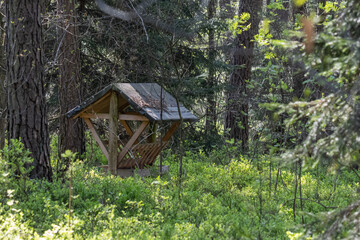 Feeder for wild animals in the Polish forest, feeding in the forest