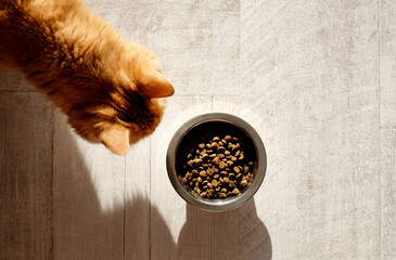 Ginger domestic cat and bowl with dry food, sunlight, top view