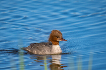 Goosander (mergus merganser) female swimming in blue waves