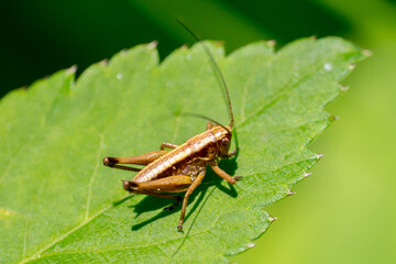 Closeup of a young grashopper resting on a green leaf