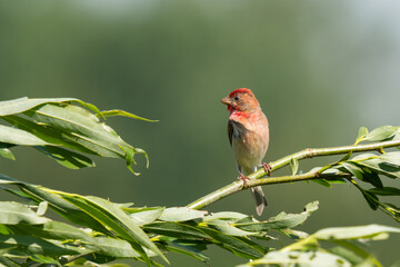 Common rosefinch (erythrina erythrina) a male guarding his area