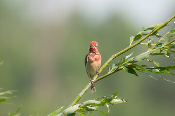 Common rosefinch (erythrina erythrina) a male guarding his area