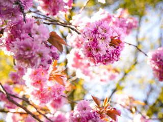 pink cherry blossom