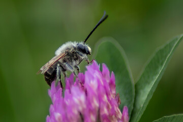 Bee Sitting on a Flower in the Garden