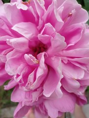 Fototapeta premium pink dahlia flower