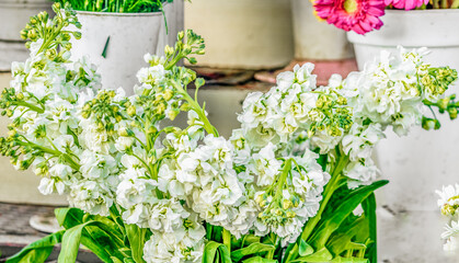 Matthiola incana (binomial name) , Brompton stock, common stock, hoary stock, ten-week stock, and gilly-flower.