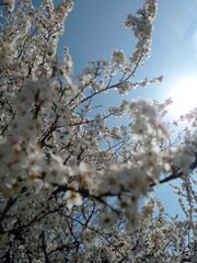 tree blossom