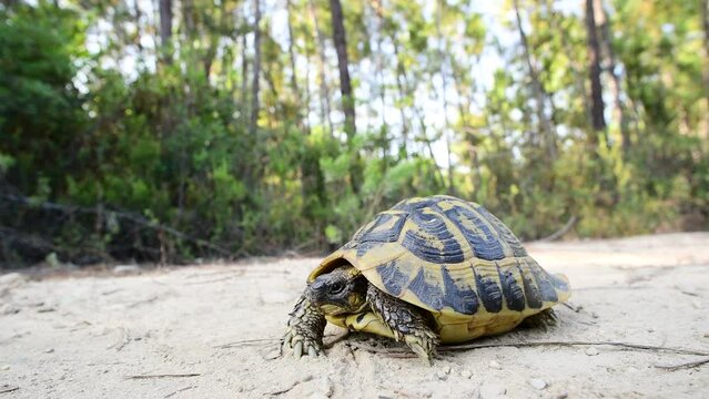 Hermann's tortoise seen on a track in the forest of Corsica near the beach of Ghisonaccia. Corsica, France. Footage in 4K and wide angle close-up.