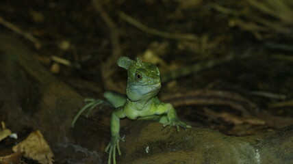 Liazard