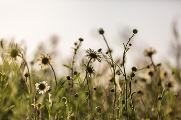 Evenng light behind oxeye daisy flowers, with a shallow depth of field