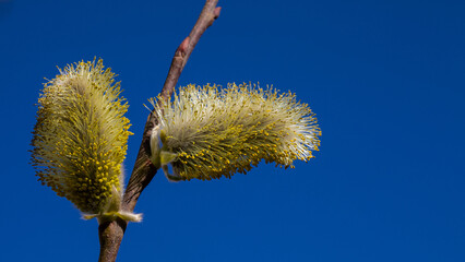 Baumkätzchen © AL-U-MA