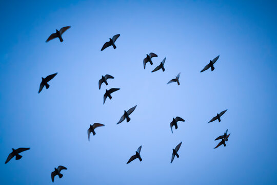 Generic shot of flock of birds in silhouette against blue evening sky