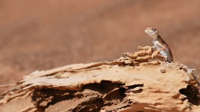 Arabian toad-headed agama lizard in the Desert, standing on a dead trunk, attentively surveying its surroundings. Middle East, Arabian Peninsula. Copy space for text, titles and other graphic material