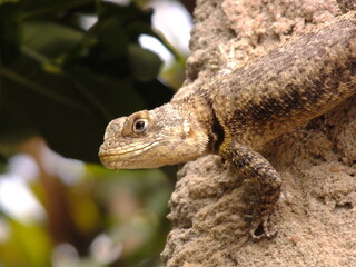 lizard on the wall