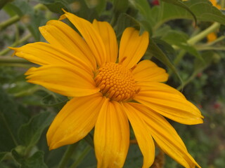 orange flower in the garden