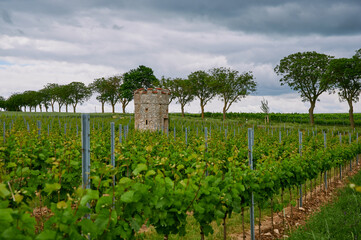 Fototapeta na wymiar dark clouds over the vineyard tower in the Wonnegau near Floersheim Dalsheim, Germany