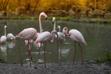 Flamingos are famous for their bright pink feathers