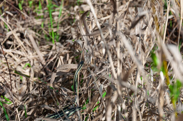 Puget Sound Gartersnake crawls in cane in the Billy Frank Jr. Nisqually National Wildlife Refuge, WA, USA