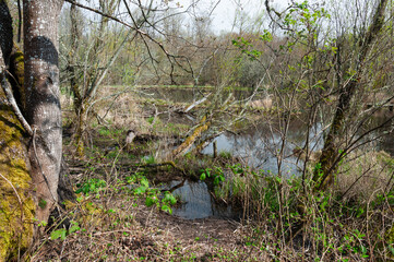 Trees and woods in front of lake in the Billy Frank Jr. Nisqually National Wildlife Refuge, WA, USA