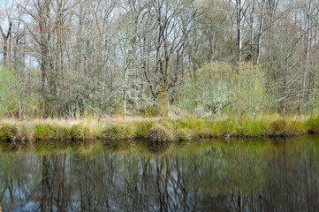 Obraz premium Reflection of trees and bushes in a lake in the Billy Frank Jr. Nisqually National Wildlife Refuge, WA, USA