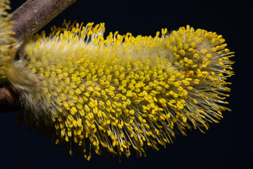 Pollen von Baumkätzchen © AL-U-MA