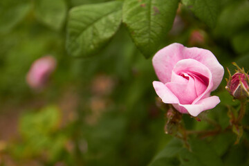 pink rose flower