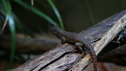 Lizard