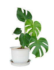 Green monstera leaves the tropical plant evergreen vine in white pot isolated on white background, clipping path include © Venus