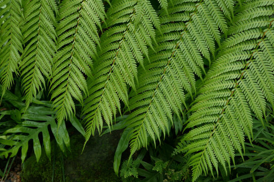 Green ferns in the forest tropical plant natural foliage leaves background