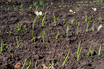 young onion sprouts in the ground