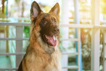 german shepherd sits in shade