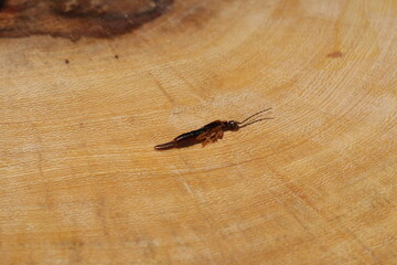 Traça de Roupa / Inseto / Bicho / Insect