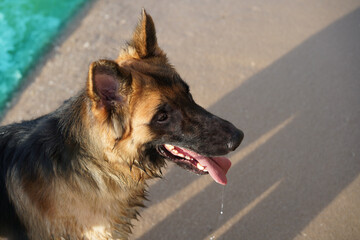 pet dog on beach background