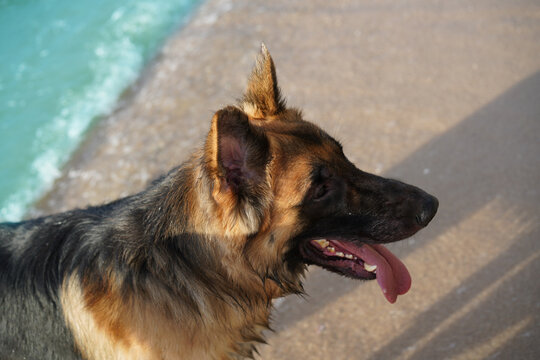 pet dog on beach background