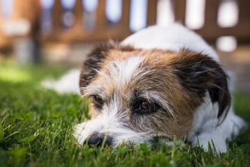 Ein kleiner Terrier Hund liegt gemütlich im Gras in einem Garten. Nahaufnahme, Portrait.