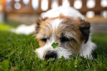 Ein kleinerTerrier Hund mit einem grünen Kleeblatt auf der Schnauze liegt im Gras in einem Garten....