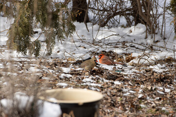 Cardinals on ground