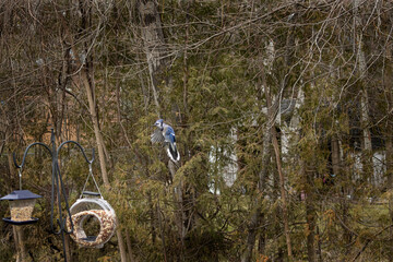 Blue jay in flight