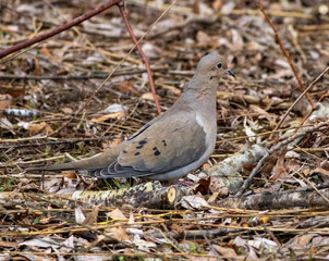 pigeon on the ground