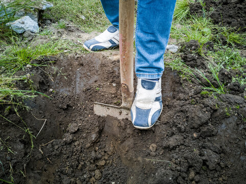 Ein Mann schaufelt ein Loch im Garten. Gartenarbeit, Erde.