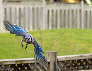 blue and yellow macaw