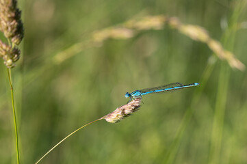Erythromma lindenii - Goblet-marked damselfly - Naïade aux yeux bleus - Agrion de Vander Linden