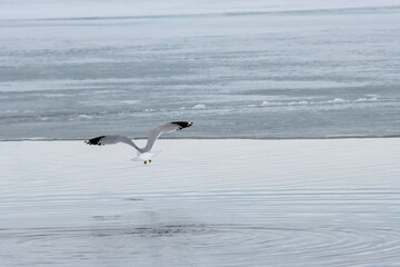 seagull on the beach