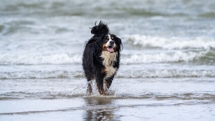 Berner senner on the beach enjoying the water in the summer and playing, having fun. Dog on the beach