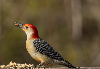 red headed woodpecker